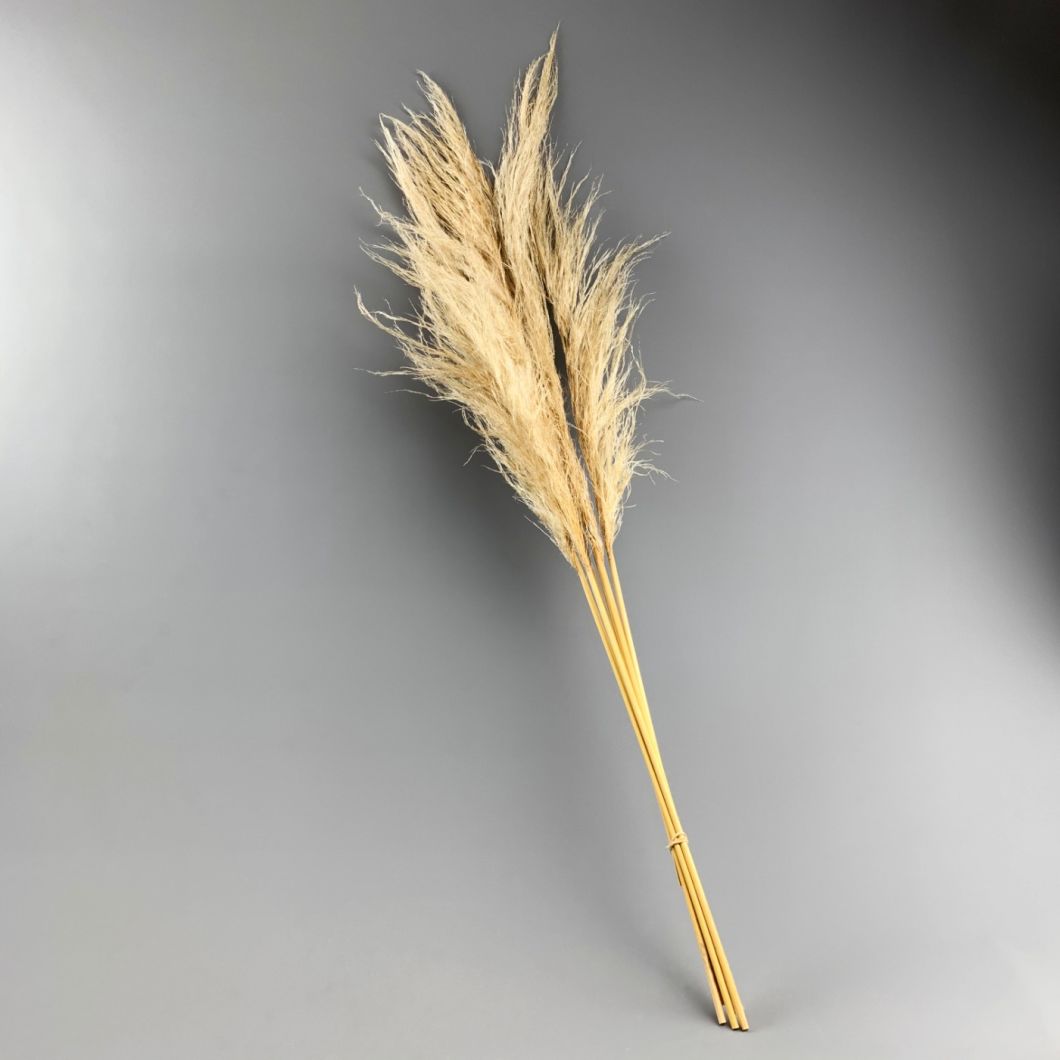 Pampas Grass x 5 stems 1m - www.BrandonThatchers.co.uk Pampas Grass x 5 stems 1m - www.BrandonThatchers.co.uk