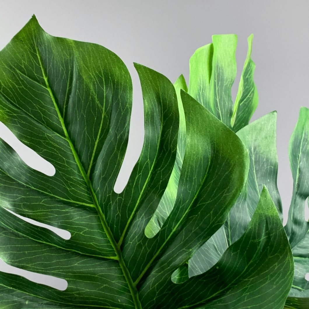 monstera - www.BrandonThathers.co.uk IMG_0798.jpg
