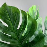 monstera - www.BrandonThathers.co.uk IMG_0798.jpg