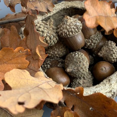 Oak Tree Acorns x 160 grams, approx. 50 pce, 30 mm long by 20 mm dia, natural, dried floral deco