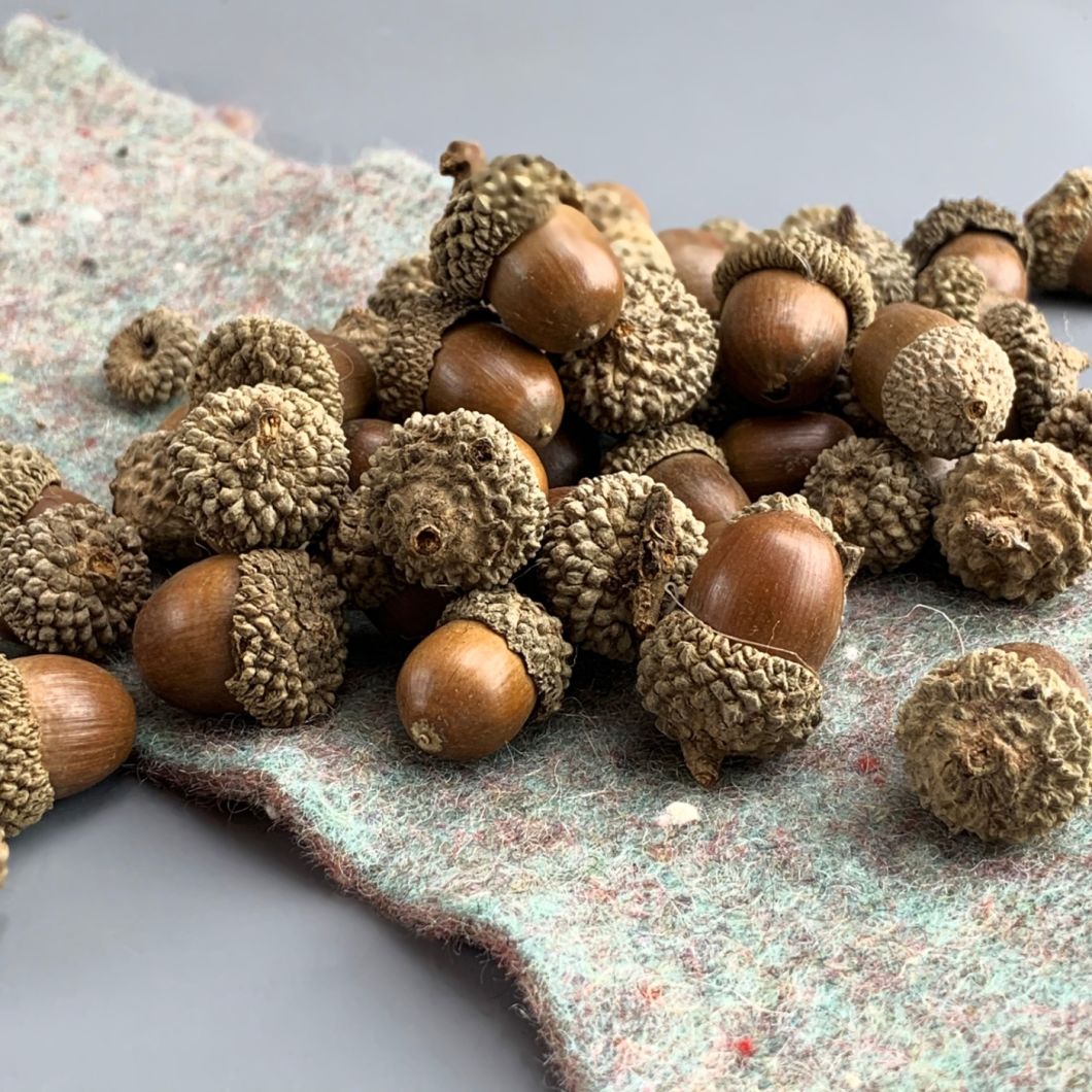 A 'mast year' for acorns - Columbia Journalism Review