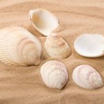 Azores Shell  - www.BrandonThathers.co.uk