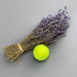 Lavender 30cm long - www.BrandonThatchers.co.uk