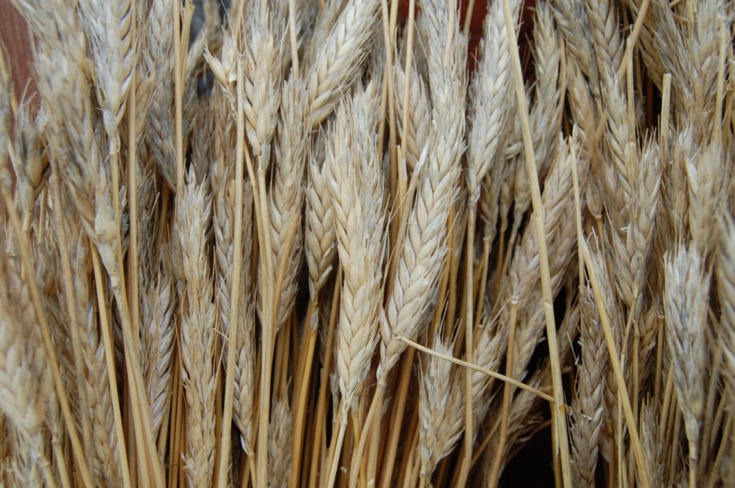 Straw Bundle, approx. 1.2 m – www.BrandonThatchers.co.uk 