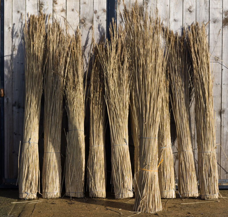 Water Reed Bundle, approx. 2 m plus tall by 25 cm