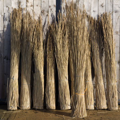 Bundles of Natural Materials- Sedges, cereals, reeds