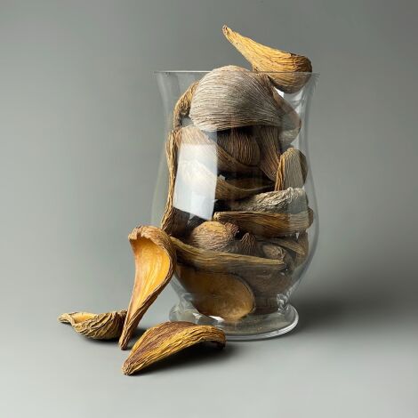 Jacaranda Seed Pod 250g bag, Natural Dried Deco