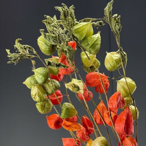 www.brandonthatchers.co.uk Chinese Lantern 2 Chinese Lantern, x 10 stems, 70 cm tall dried flower floral decoration