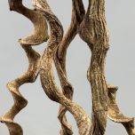 crazy corkscrew vine - www.BrandonThathers.co.uk IMG_4663.jpg