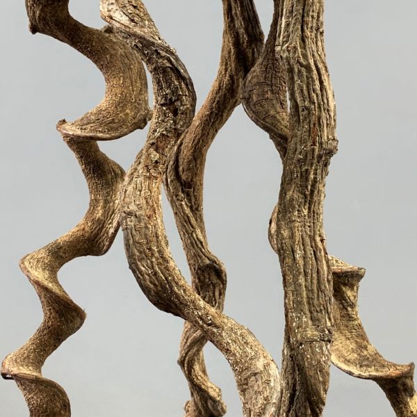 Crazy Corkscrew Vine x 1 m long.