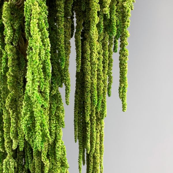 Amaranthus Trailing, 79 cm long dried floral decoration