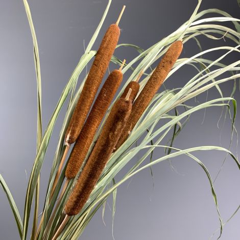 Bulrushes Stems x 5, approx. 80 cm tall, dried 